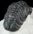 Detailed, Austerops Trilobite - Morocco #54395-4